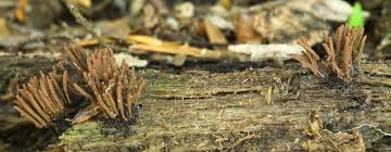 Attēlu rezultāti vaicājumam “Physarum viride stalked”