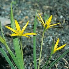 Attēlu rezultāti vaicājumam “Gagea pratensis”