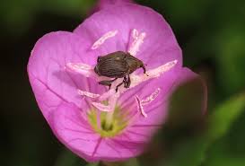 Attēlu rezultāti vaicājumam “Mononychus punctumalbum”