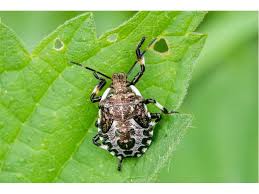 Attēlu rezultāti vaicājumam “Pinthaeus sanguinipes”