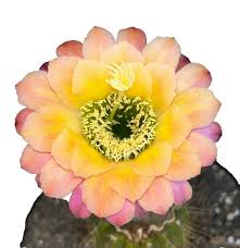 Attēlu rezultāti vaicājumam “Cribraria costata macro”