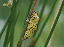 Attēlu rezultāti vaicājumam “Aporia crataegi pupa”