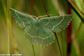 Attēlu rezultāti vaicājumam “Thalera fimbrialis”