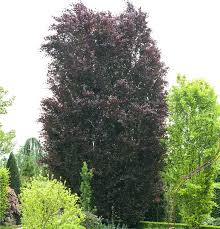 Attēlu rezultāti vaicājumam “Fagus sylvatica fo. purpurea”