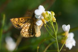 Attēlu rezultāti vaicājumam “Carterocephalus palaemon underside”