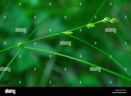 Attēlu rezultāti vaicājumam “Carex remota leaf”