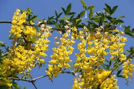 Attēlu rezultāti vaicājumam “Laburnum alpinum flower”