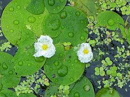 Attēlu rezultāti vaicājumam “Hydrocharis morsus-ranae flower”