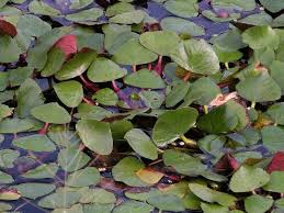 Attēlu rezultāti vaicājumam “Trapa natans leaf”