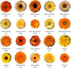 Attēlu rezultāti vaicājumam “Calendula officinalis”