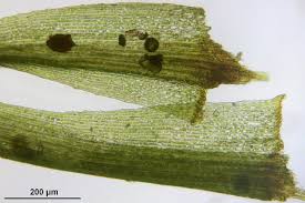 Attēlu rezultāti vaicājumam “Dicranella heteromalla”