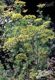 Attēlu rezultāti vaicājumam “Anethum graveolens flower”