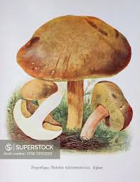 Attēlu rezultāti vaicājumam “Xerocomus subtomentosus”