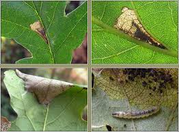 Attēlu rezultāti vaicājumam “Caloptilia alchimiella”