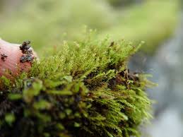 Attēlu rezultāti vaicājumam “Pohlia annotina”