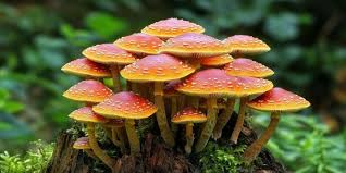 Attēlu rezultāti vaicājumam “Hypholoma lateritium”