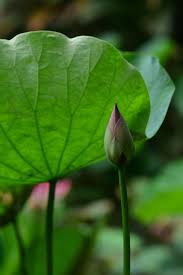 Attēlu rezultāti vaicājumam “Lotus sp. bud”