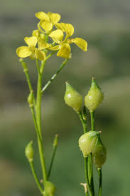 Attēlu rezultāti vaicājumam “Bunias orientalis flower”