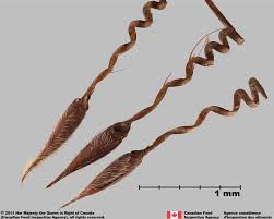 Attēlu rezultāti vaicājumam “Erodium cicutarium fruit”