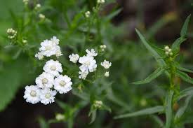 Attēlu rezultāti vaicājumam “Achillea ptarmica leaf”