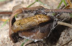 Attēlu rezultāti vaicājumam “Idaea seriata”