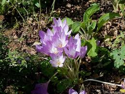 Attēlu rezultāti vaicājumam “Colchicaceae”