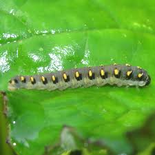 Attēlu rezultāti vaicājumam “Tenthredo mandibularis”