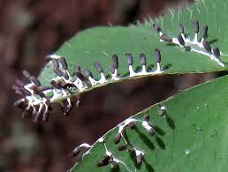 Attēlu rezultāti vaicājumam “Diachea leucopodia young”