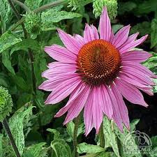 Attēlu rezultāti vaicājumam “Echinacea purpurea leaf”