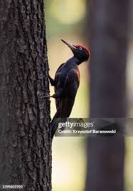 Attēlu rezultāti vaicājumam “Dryocopus martius”