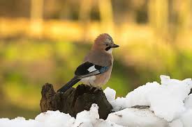 Attēlu rezultāti vaicājumam “Garrulus glandarius adult”
