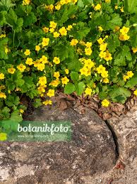 Attēlu rezultāti vaicājumam “Waldsteinia geoides flower”