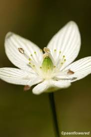 Attēlu rezultāti vaicājumam “Parnassiaceae”