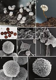 Attēlu rezultāti vaicājumam “Badhamia melanospora stalked”