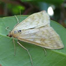 Attēlu rezultāti vaicājumam “Sitochroa verticalis”