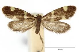 Attēlu rezultāti vaicājumam “Incurvaria praelatella”