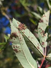 Attēlu rezultāti vaicājumam “Eriophyes padi”