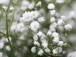 Attēlu rezultāti vaicājumam “Gypsophila muralis fruit”
