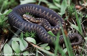 Attēlu rezultāti vaicājumam “Vipera berus”