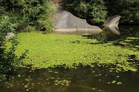 Image result for Seekanne