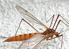 Attēlu rezultāti vaicājumam “Cribraria ferruginea”