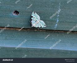 Attēlu rezultāti vaicājumam “Colostygia pectinataria”