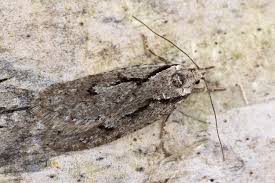 Attēlu rezultāti vaicājumam “Semioscopis avellanella”