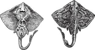 Image result for Raja clavata