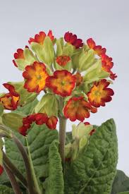Image result for Primula veris