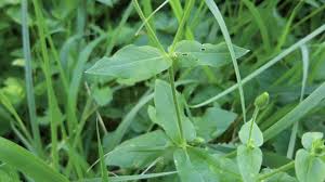 Attēlu rezultāti vaicājumam “Myosoton aquaticum”