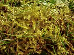 Attēlu rezultāti vaicājumam “Eurhynchium hians”