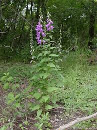 Attēlu rezultāti vaicājumam “Campanula rapunculoides leaf”