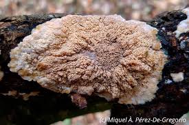 Attēlu rezultāti vaicājumam “Phlebia rufa”