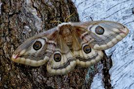 Attēlu rezultāti vaicājumam “Saturnia pavonia female”